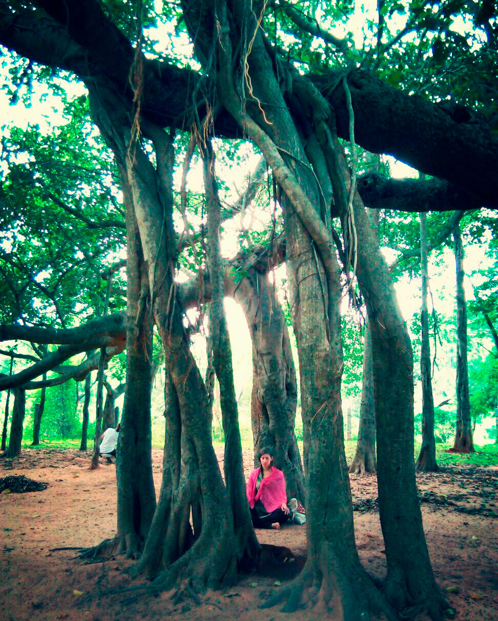 pia-banyan